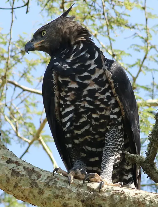 File:Crowned Eagle (Stephanoaetus coronatus), at Ndumo Nature Reserve, KwaZulu-Natal, South Africa (28661905740).jpg