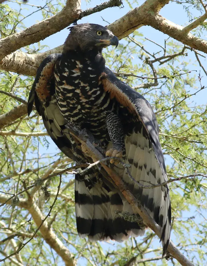 File:Crowned Eagle (Stephanoaetus coronatus), at Ndumo Nature Reserve, KwaZulu-Natal, South Africa (28842574882).jpg