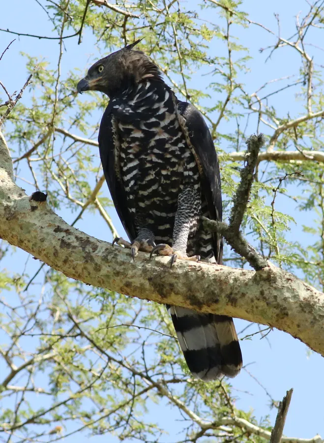 File:Crowned Eagle (Stephanoaetus coronatus), at Ndumo Nature Reserve, KwaZulu-Natal, South Africa (28947411865).jpg