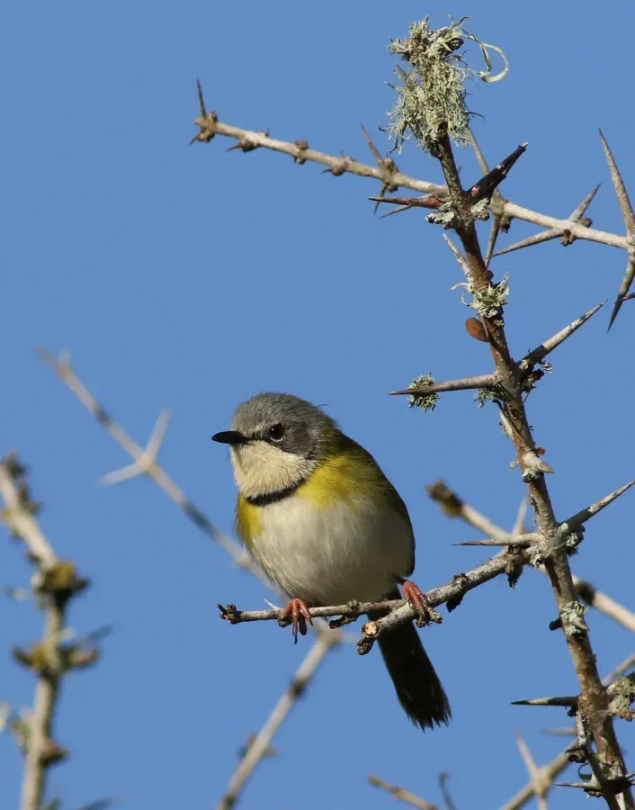 File:Rudd's apalis, Apalis ruddi, at Ndumo Nature Reserve, KwaZulu-Natal, South Africa (28319728464).jpg