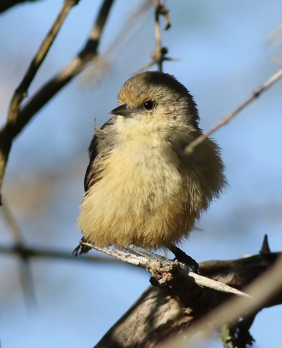 File:Grey penduline tit, Anthoscopus caroli, also known as the African penduline-tit at Ndumo Nature Reserve, KwaZulu-Natal, South Africa (28632517810).jpg