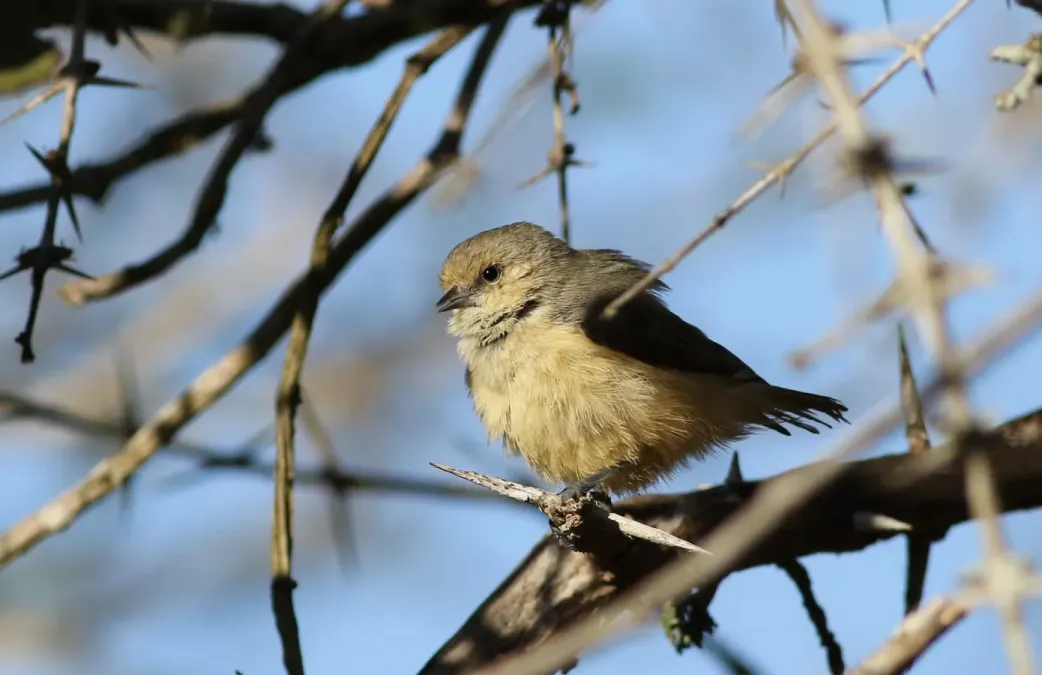 File:Grey penduline tit, Anthoscopus caroli, also known as the African penduline-tit at Ndumo Nature Reserve, KwaZulu-Natal, South Africa (28302297093).jpg