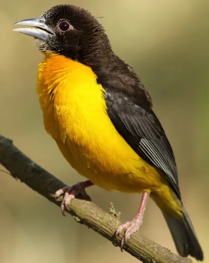 File:Dark-backed weaver, Ploceus bicolor, also known as the forest weaver at Ndumo Nature Reserve, KwaZulu-Natal, South Africa (28841131011).jpg