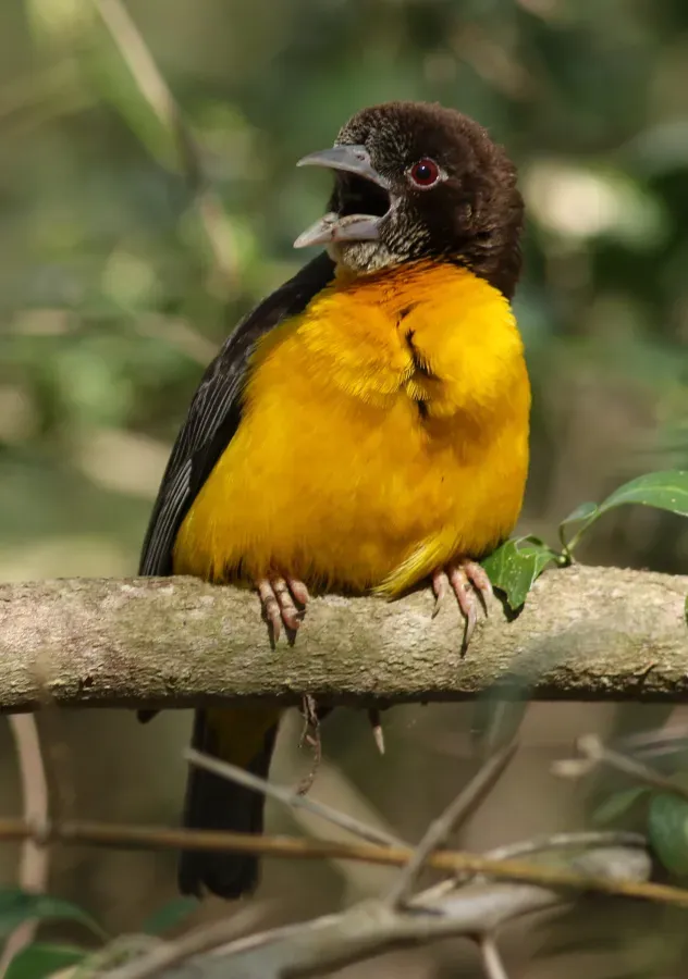 File:Dark-backed weaver, Ploceus bicolor, also known as the forest weaver at Ndumo Nature Reserve, KwaZulu-Natal, South Africa (28885343206).jpg