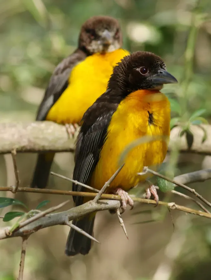 File:Dark-backed weaver, Ploceus bicolor, also known as the forest weaver at Ndumo Nature Reserve, KwaZulu-Natal, South Africa (28885351376).jpg