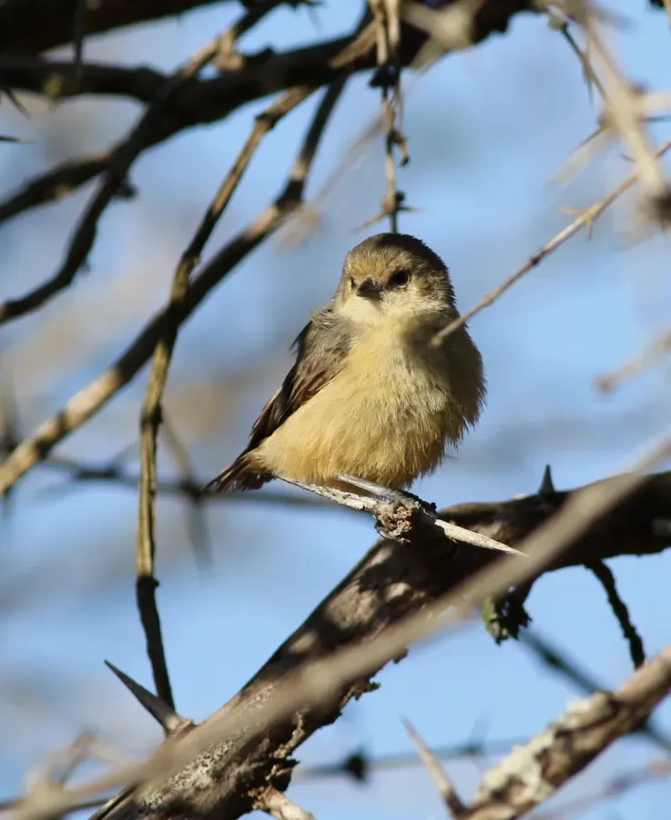 File:Grey penduline tit, Anthoscopus caroli, also known as the African penduline-tit at Ndumo Nature Reserve, KwaZulu-Natal, South Africa (28299948354).jpg