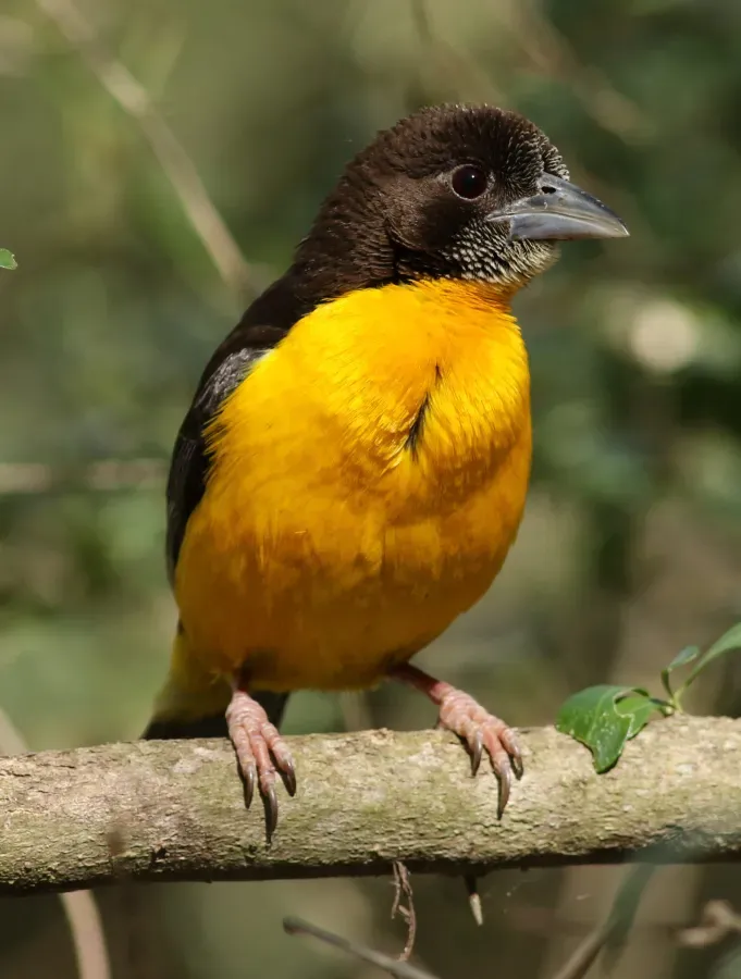 File:Dark-backed weaver, Ploceus bicolor, also known as the forest weaver at Ndumo Nature Reserve, KwaZulu-Natal, South Africa (28916980325).jpg