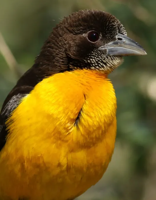 File:Dark-backed weaver, Ploceus bicolor, also known as the forest weaver at Ndumo Nature Reserve, KwaZulu-Natal, South Africa (28841134431).jpg