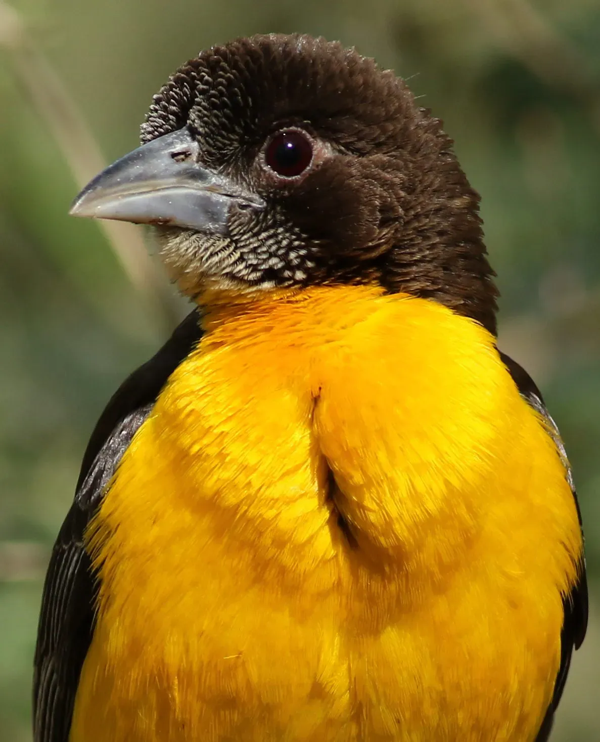 File:Dark-backed weaver, Ploceus bicolor, also known as the forest weaver at Ndumo Nature Reserve, KwaZulu-Natal, South Africa (28885335246).jpg