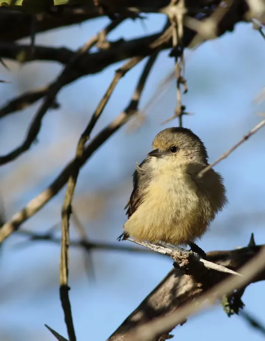 File:Grey penduline tit, Anthoscopus caroli, also known as the African penduline-tit at Ndumo Nature Reserve, KwaZulu-Natal, South Africa (28812579882).jpg