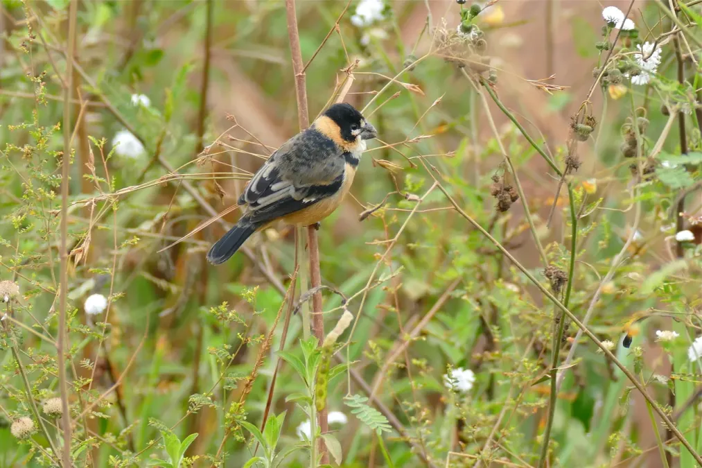 File:Rusty-collared Seedeater (Sporophila collaris) male (29182768071).jpg