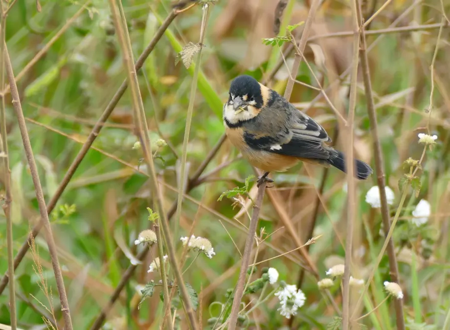File:Rusty-collared Seedeater (Sporophila collaris) male (28652738421).jpg