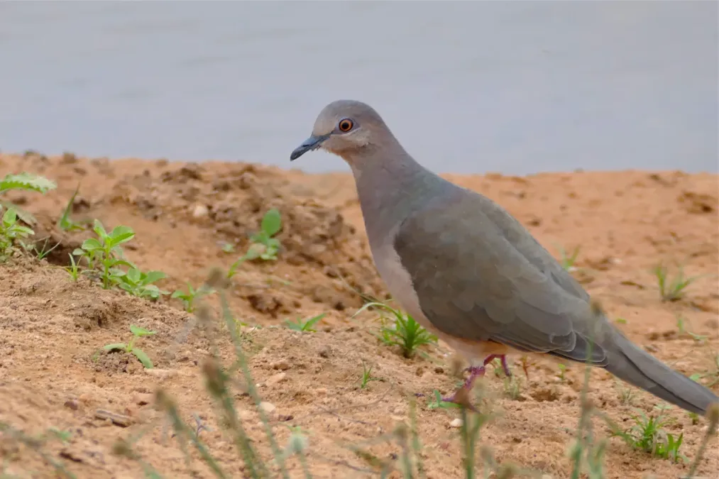 File:White-tipped Dove (Leptotila verreauxi) (28624113072).jpg