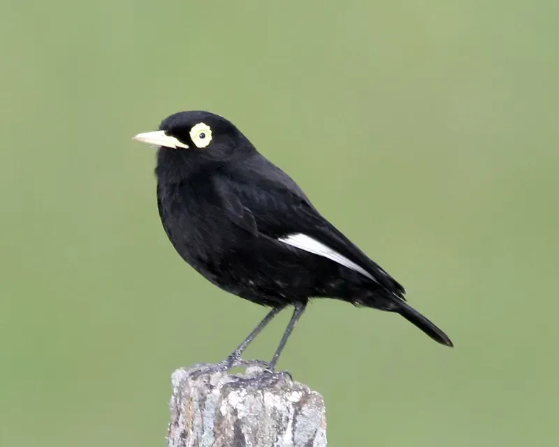 File:Hymenops perspicillatus Argentina.jpg