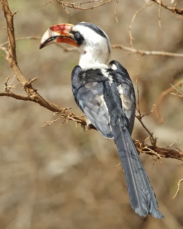 File:Tockus deckeni (male) -Kenya-8.jpg
