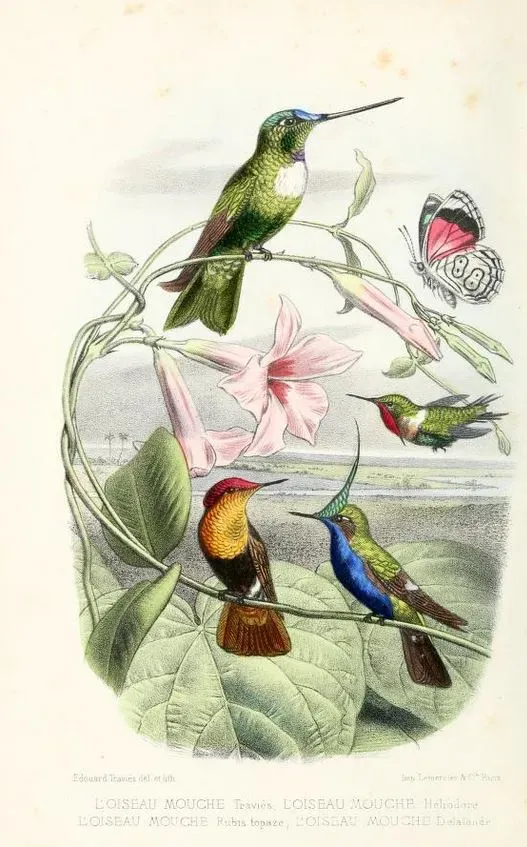 File:Coeligena torquata Chaetocercus heliodor Chrysolampis mosquitus Stephanoxis lalandi.jpg
