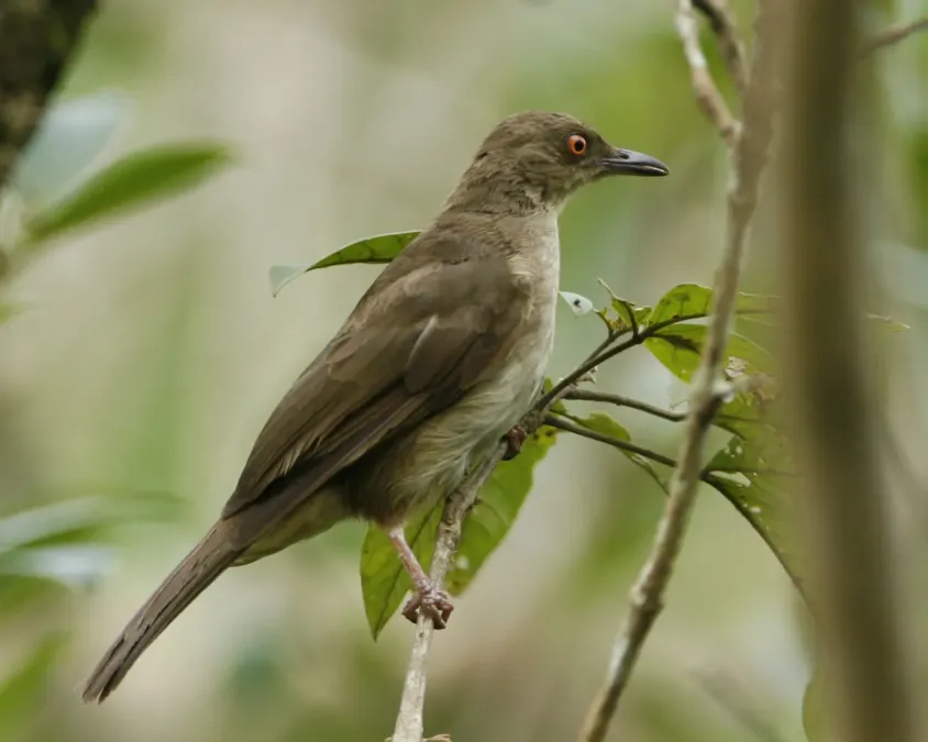 File:Red-eyed Bulbul -Pycnonotus brunneus -Singapore-8.jpg