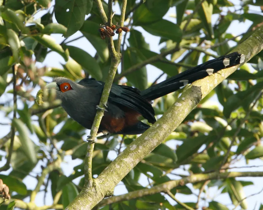 File:Phaenicophaeus sumatranus (adult) -Singapore-6.jpg