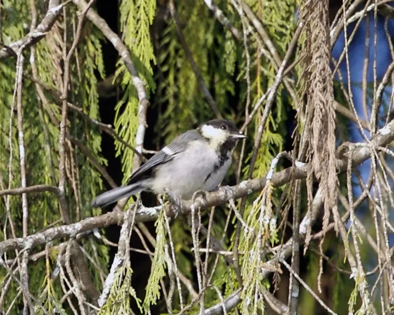 File:Parus cinereus cinereus, Cibodas, Java, Indonesia.jpg