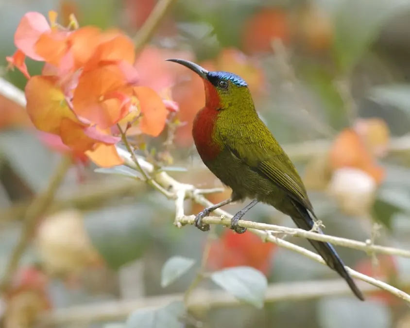 File:White-flanked Sunbird (Aethopyga eximia) male.jpg