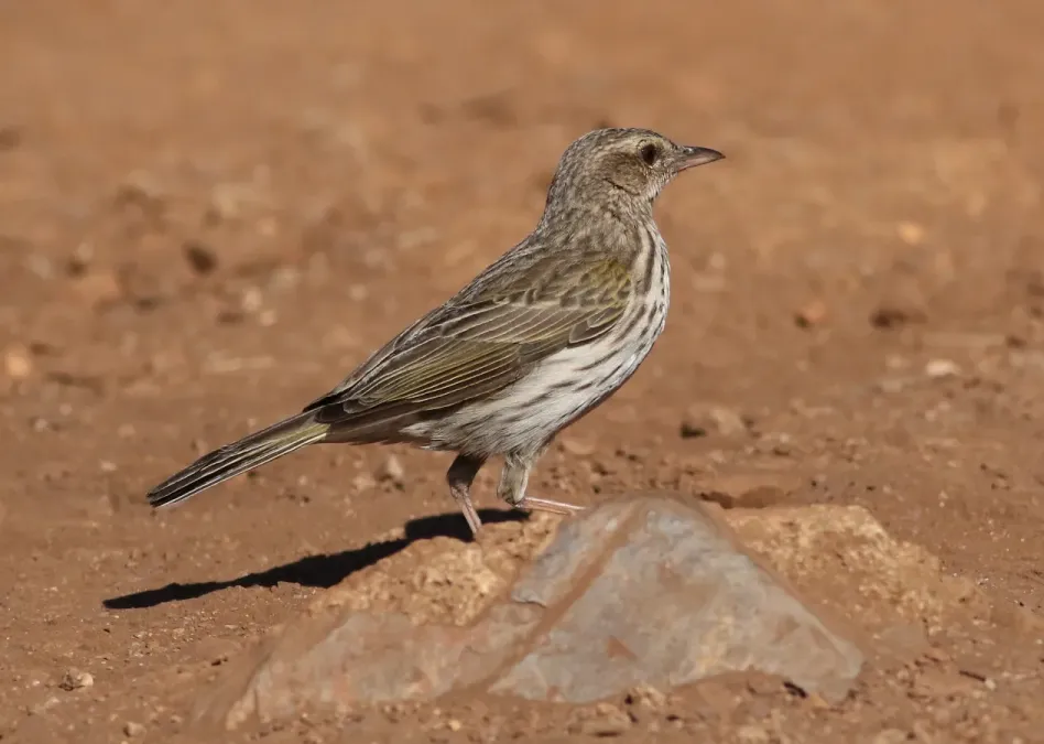 File:Striped pipit, Anthus lineiventris, at Walter Sisulu National Botanical Garden, Gauteng, South Africa (29003800770).jpg