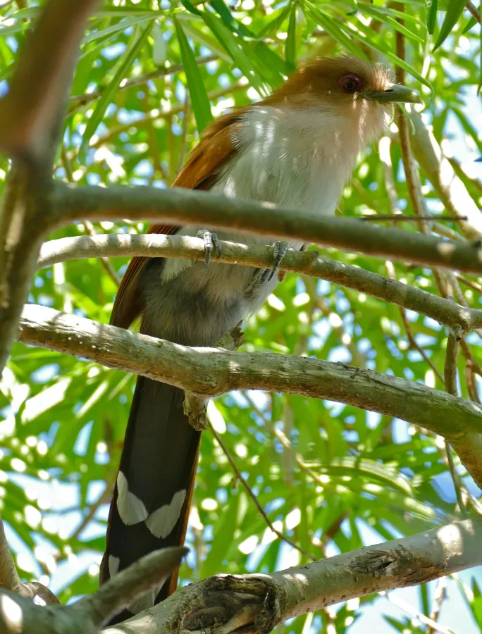 File:Squirrel Cuckoo (Piaya cayana) (29379976115).jpg