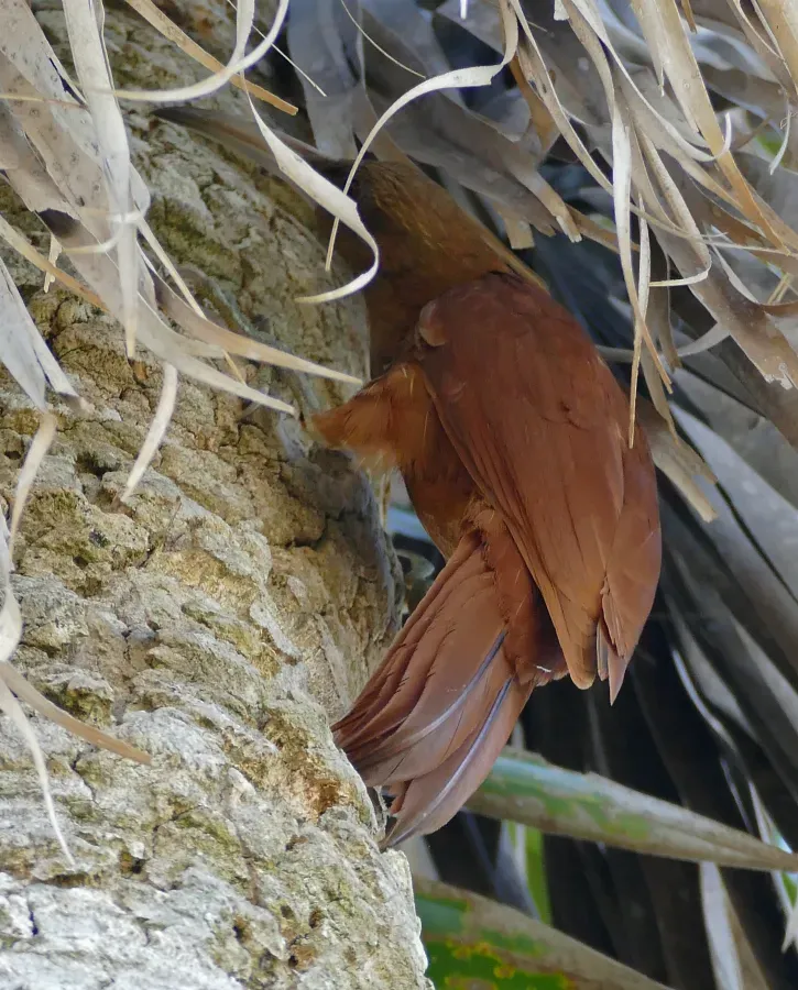 File:Great Rufous Woodcreeper (Xiphocolaptes major) foraging in a palm tree (29362716555).jpg