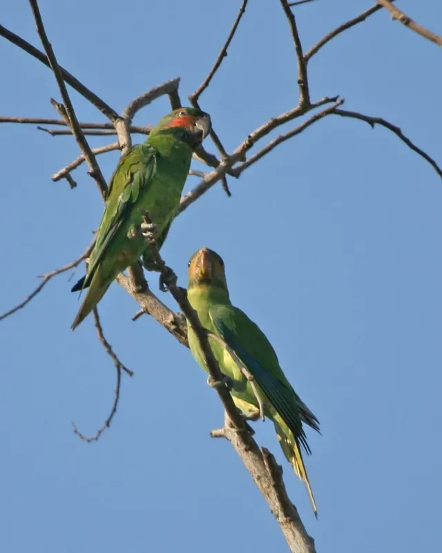 File:Psittacula longicauda (pair) -Malaysia-4.jpg