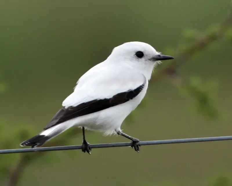 File:White Monjita (Xolmis irupero)-8.jpg