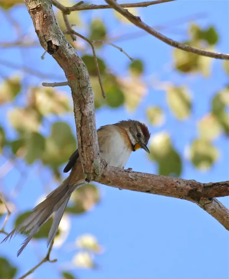 File:Chotoy Spinetail (Schoeniophylax phryganophilus) (29366777656).jpg