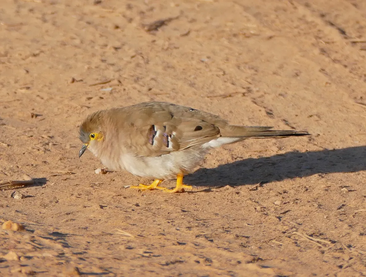 File:Long-tailed Ground Dove (Uropelia campestris) (29072741940).jpg