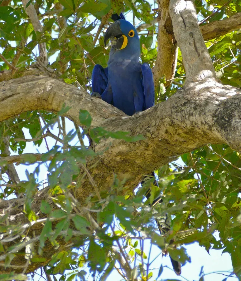 File:Hyacinth Macaw (Anodorhynchus hyacinthinus) (29046618830).jpg
