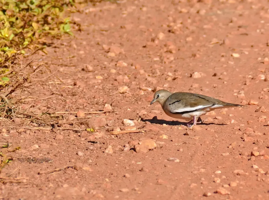 File:Picui Ground Dove (Columbina picui) (29337638225).jpg