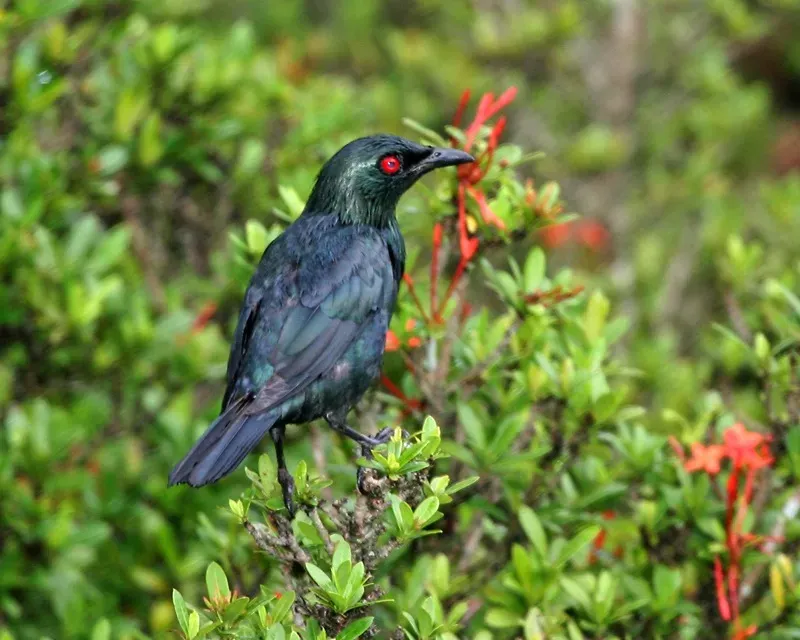 File:Asian Glossy Starling (Aplonis panayensis strigata).jpg