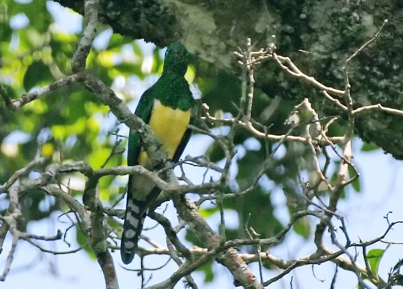 File:African emerald cuckoo (Chrysococcyx cupreus) in tree.jpg