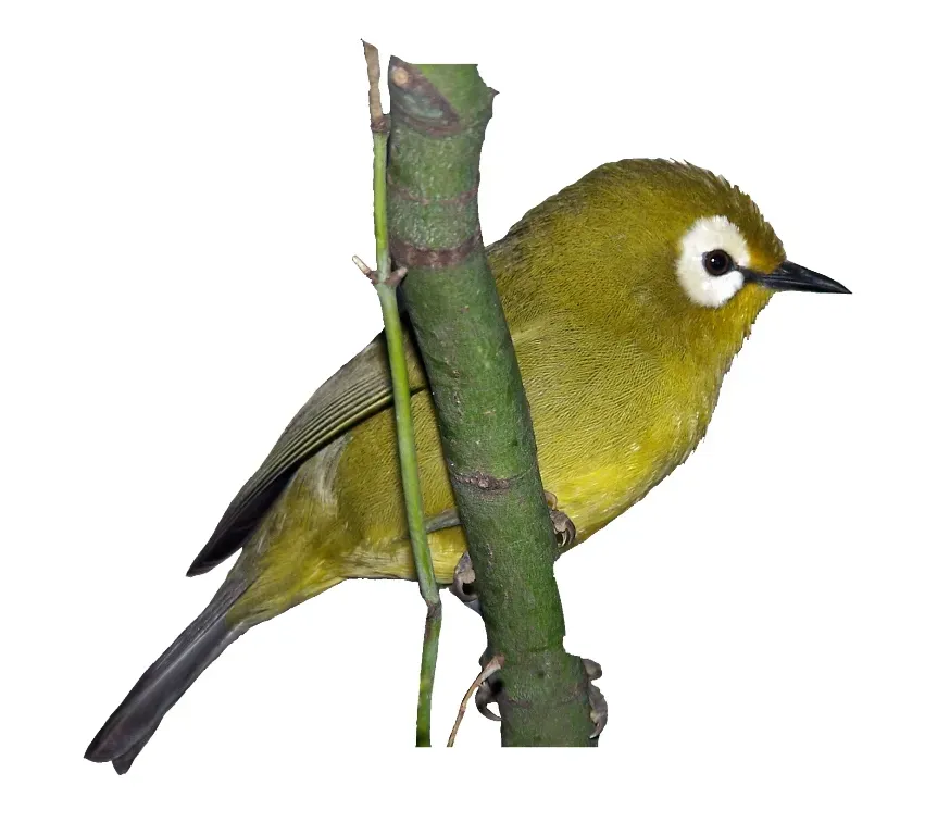 File:Zosterops poliogastrus kikuyuensis.jpg