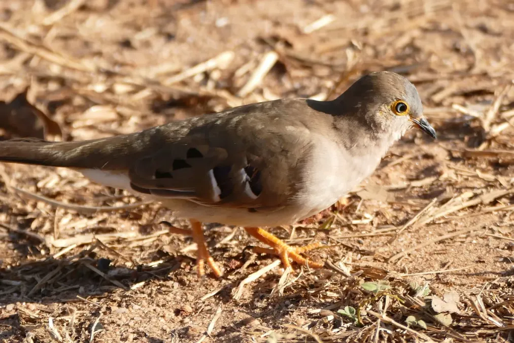 File:Long-tailed Ground Dove (Uropelia campestris) (28106329484).jpg