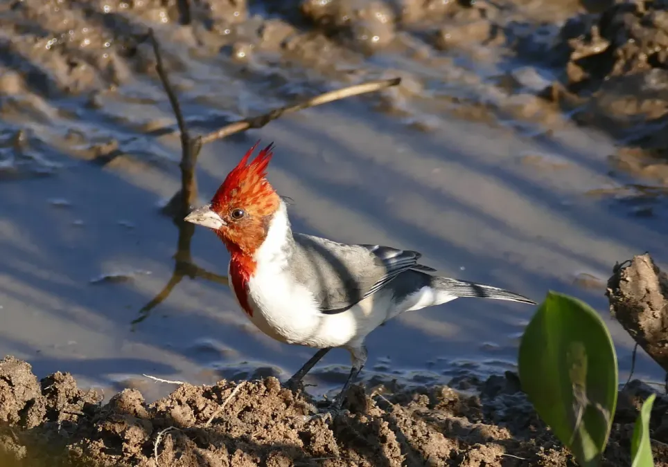 File:Red-crested Cardinal (Paroaria coronata) immature (28646711041).jpg