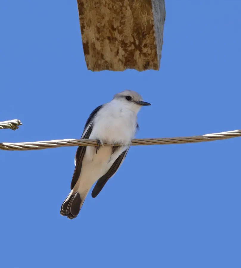 File:White-rumped Monjita (Xolmis velatus) (28804275075).jpg