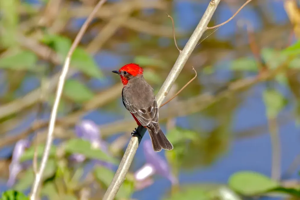 File:Scarlet Flycatcher (Pyrocephalus rubinus) male, Transpantaneira, Poconé, Mato Grosso (28741930272).jpg