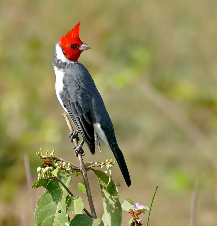 File:Red-crested Cardinal (Paroaria coronata) (29025044572).jpg