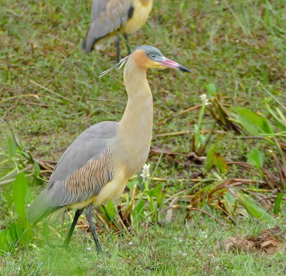 File:Whistling Heron (Syrigma sibilatrix) (28817946950).jpg
