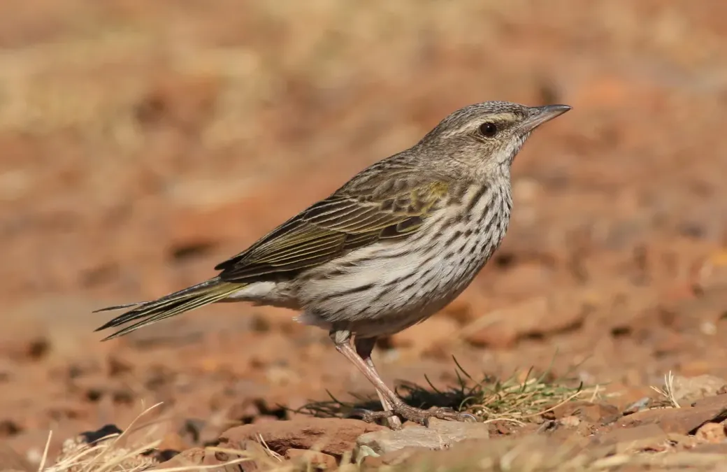 File:Striped pipit, Anthus lineiventris, at Walter Sisulu National Botanical Garden, Gauteng, South Africa (29369529542).jpg