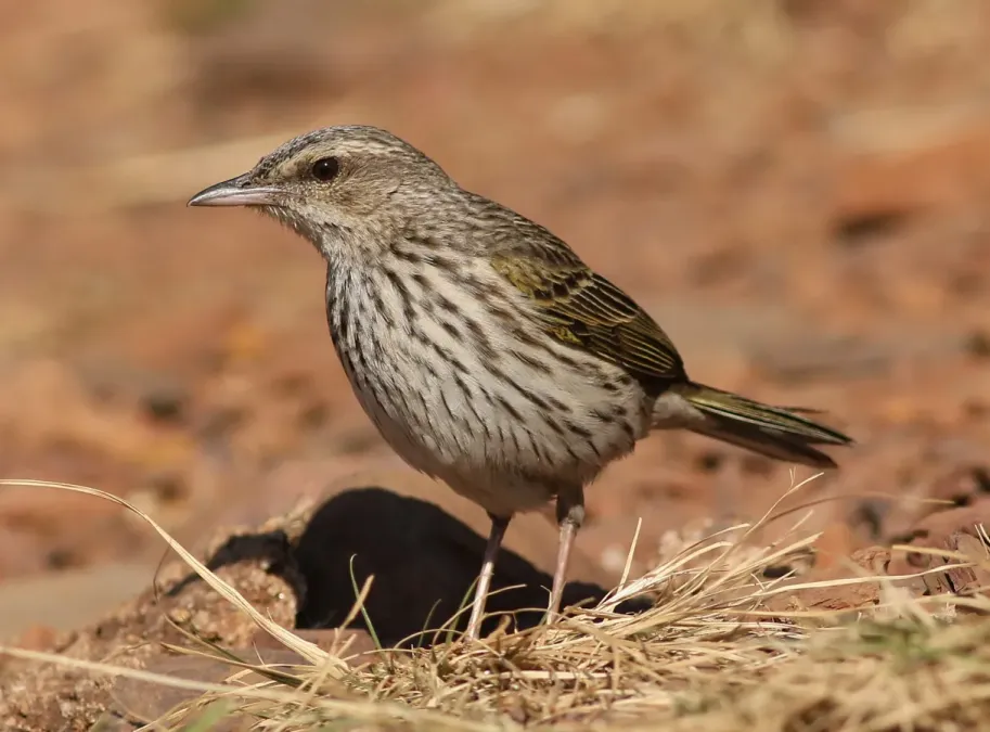 File:Striped pipit, Anthus lineiventris, at Walter Sisulu National Botanical Garden, Gauteng, South Africa (28853785504).jpg