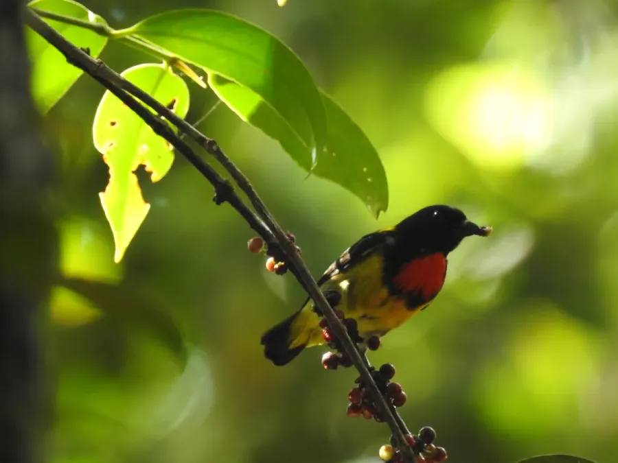 File:Scarlet-breasted flowerpecker (Prionochilus thoracicus) of Pelawan Forest, Namang Village, Bangka Island, Indonesia.jpg