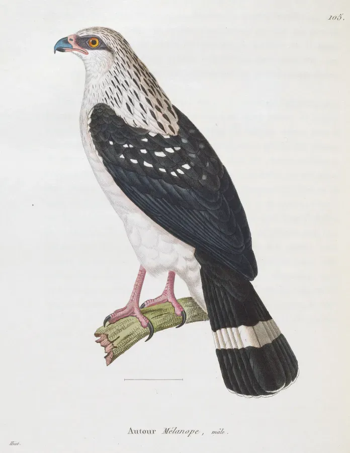 File:Leucopternis melanops from Nouveau recueil de planches coloriées d'oiseaux.jpg