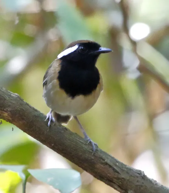 File:Conopophaga aurita - Chestnut-belted gnateater.jpg