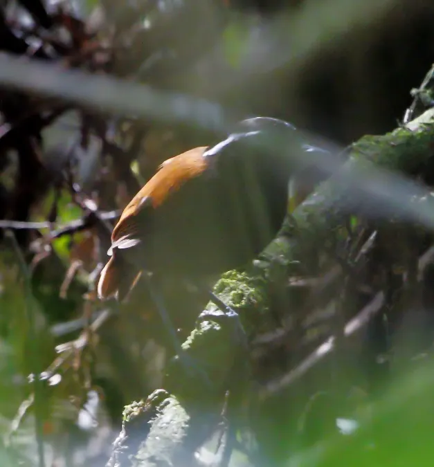 File:Conopophaga melanogaster - Black-bellied gnateater.jpg