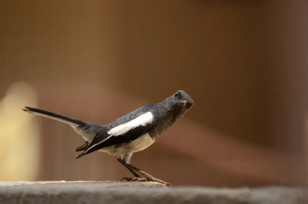 File:Oriental magpie-robin (Copsychus saularis) from Tiruchirapalli district JEG1051.jpg