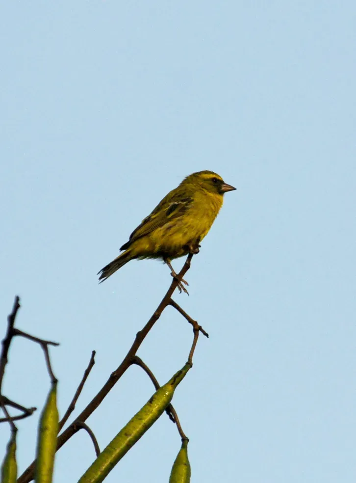 File:Crithagra frontalis.jpg